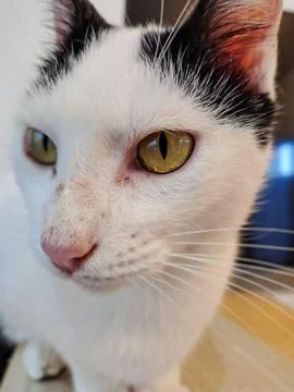 White Cat with Amber Eyes Close-up Stock Photos