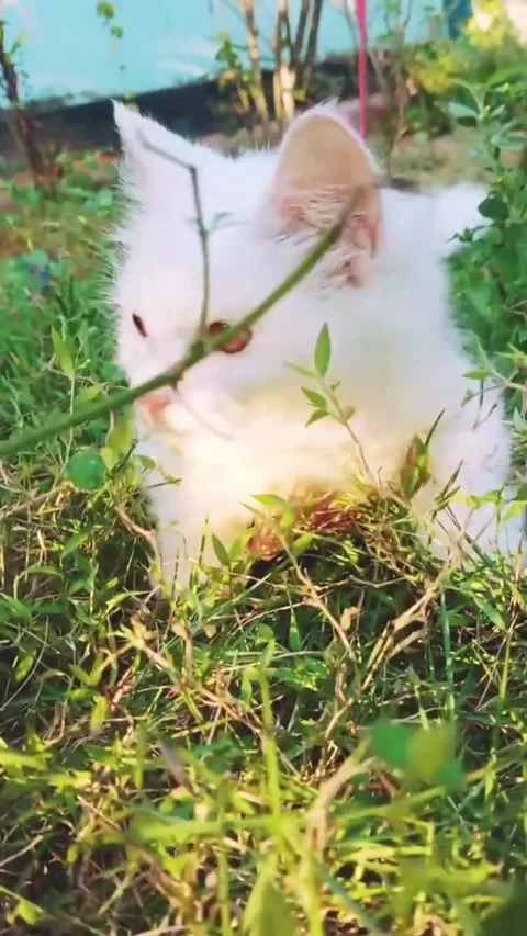 White Cat with Amber Eyes Playing in Green Grass Stock Footage 337193020