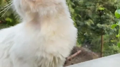White Cat with Amber Eyes Resting Near Potted Plants Stock Footage 337969345