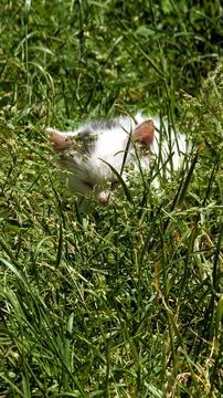 A white cat among the grass Stock Photos