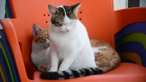 White cat and ginger cat sleeping on chair Stock-Footage 101152094