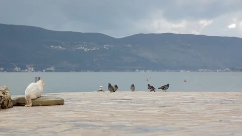 White Cat and Pigeons. Stock-Footage 74247535