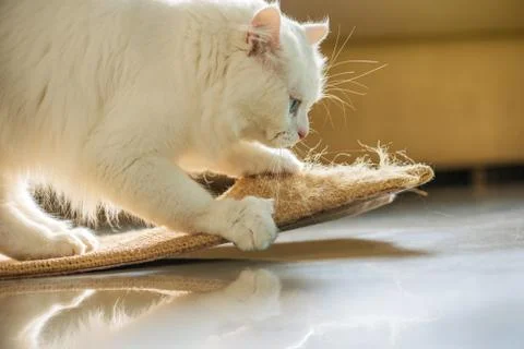White cat and scratching post. Stock Photos