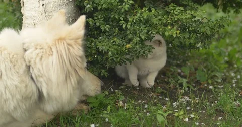 White cat and white dog playing at green grass Stock Footage 75186446