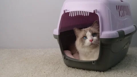 White cat in an animal carrier. Stock Footage 294188341