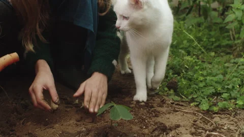 White cat assisting girls while planting in the garden Stock Footage 320031400