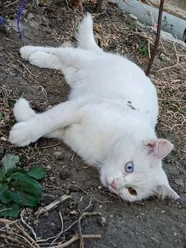 White cat on the back Photos