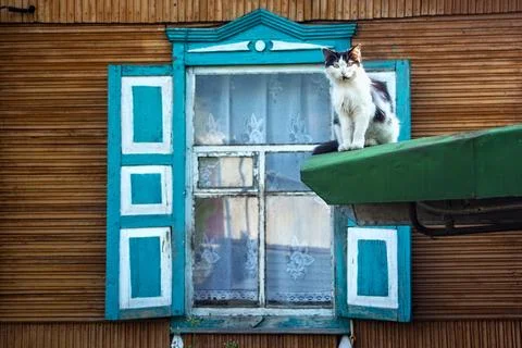 White cat on the background of the wooden window with blue shutters in the .. Stock Photos