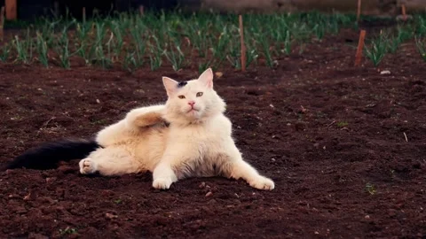 The white cat in the backyard Stock Footage 137174706