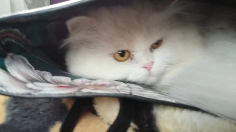 White Cat in a Bag Stock Footage 98403983