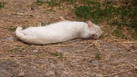 White cat basking in the sun Vídeos de archivo 113742693