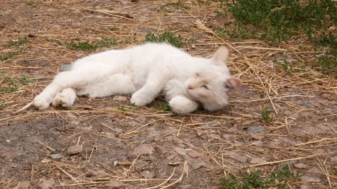 White cat basking in the sun Stock Footage 113742902