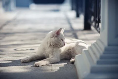 White cat is basking in the sun Stock Photos