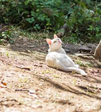 White cat basks in the sun in the summer forest, relaxed animal.... white cat Stock Photos