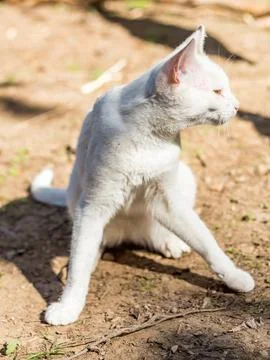 White cat basks in the sun in the summer forest, relaxed animal.... white cat Stock Photos
