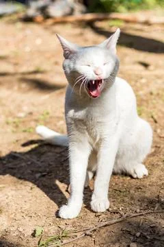 White cat basks in the sun in the summer forest, relaxed animal.... white cat Stock Photos