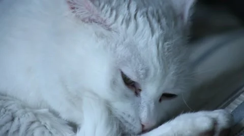 White Cat Bathe Stock Footage 62544038