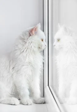 White cat is beautifully reflected in the window Stock Photos