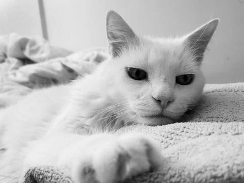 White Cat on Bed Stock Photos