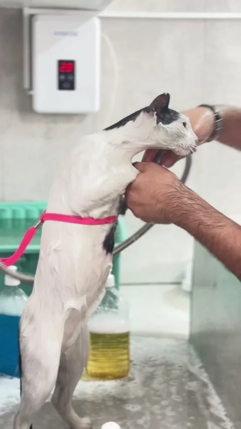 White Cat being Lathered with Soap by Groomer Hands in Sink - No Audio Stock Footage 331358281