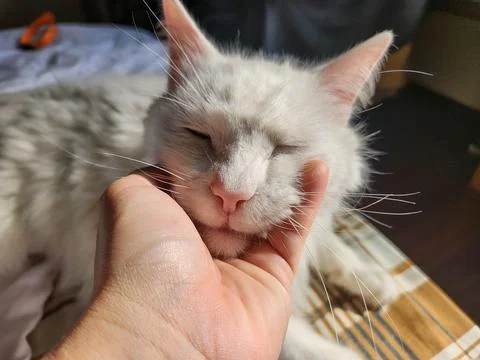 White Cat Being Petted Stock Photos