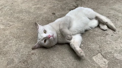 A white cat being playful. 4K UHD. Stock Footage 163254910