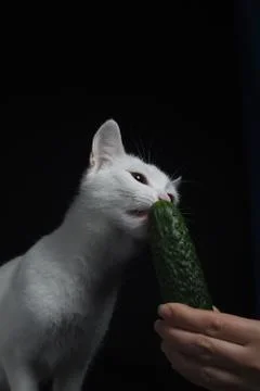 White cat bites and eats a green cucumber on a black background Stock Photos