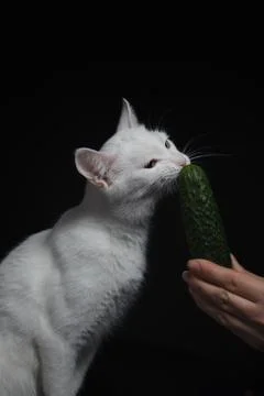 White cat bites and eats a green cucumber on a black background Stock Photos