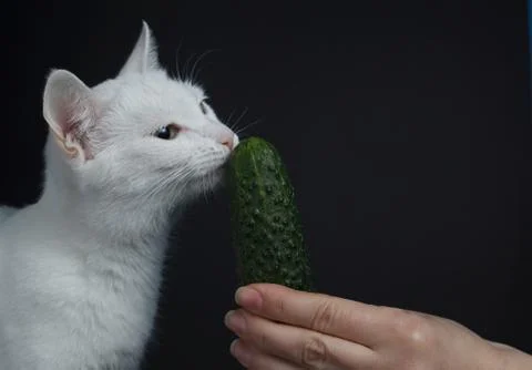 White cat bites and eats a green cucumber on a black background Stock Photos