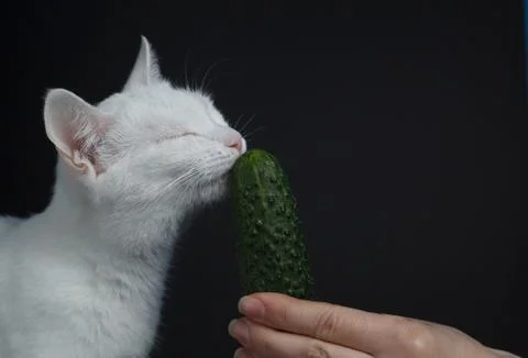 White cat bites and eats a green cucumber on a black background Stock Photos