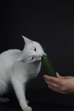 White cat bites and eats a green cucumber on a black background Stock Photos