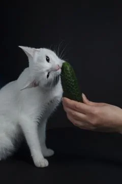 White cat bites and eats a green cucumber on a black background Stock Photos