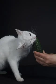 White cat bites and eats a green cucumber on a black background Stock Photos