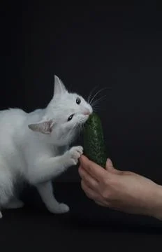 White cat bites and eats a green cucumber on a black background Stock Photos
