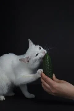 White cat bites and eats a green cucumber on a black background Stock Photos