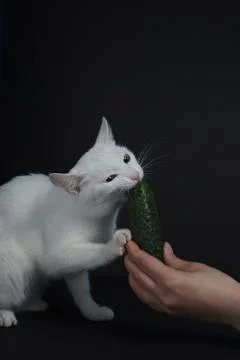 White cat bites and eats a green cucumber on a black background Stock Photos