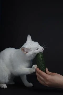 White cat bites and eats a green cucumber on a black background Stock Photos