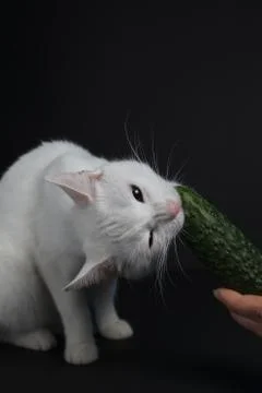 White cat bites and eats a green cucumber on a black background Foto stock