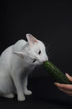 White cat bites and eats a green cucumber on a black background Stock Photos