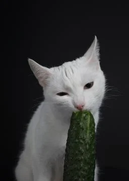 White cat bites and eats a green cucumber on a black background Stock Photos