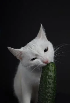 White cat bites and eats a green cucumber on a black background Stock Photos