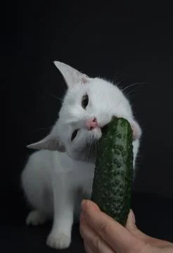 White cat bites and eats a green cucumber on a black background Stock-Fotos
