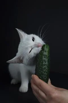 White cat bites and eats a green cucumber on a black background Stock Photos