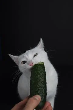 White cat bites and eats a green cucumber on a black background Stock Photos