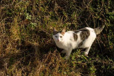 White cat with black dots looking at camera Stock Photos
