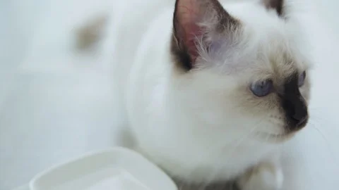 White cat with black ears Stock Footage 129899765