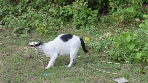 White Cat with Black Markings Stock Footage 326148500