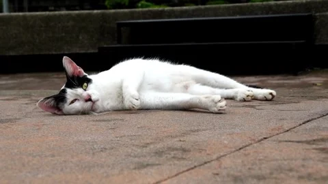 White cat with black patches self-grooming and sticking out tongue Stock Footage 280355695