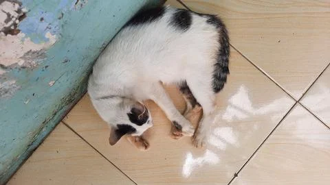 White cat with black pattern fast asleep 01 Stock Photos