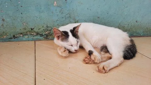 White cat with black pattern fast asleep 02 Stock Photos
